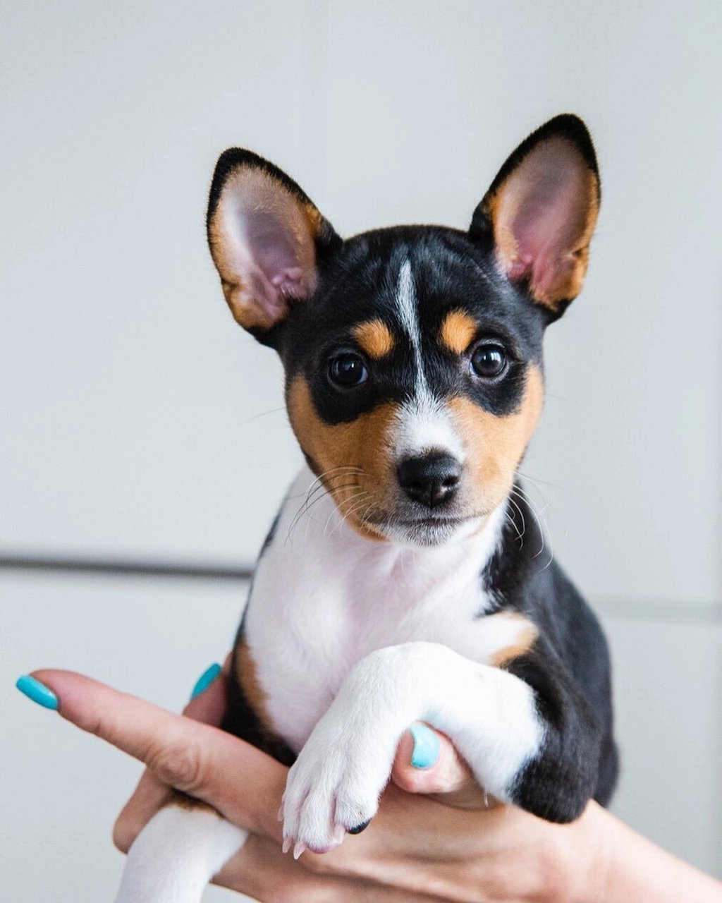 想养个二胎 中小型短毛犬有什么推荐的吗?