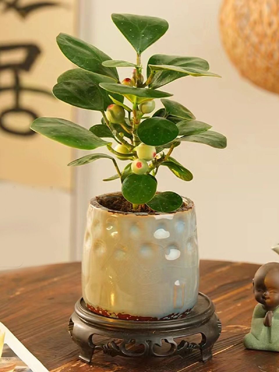 植物养护 | 文雅端庄的小盼菩提 小盼菩提又被称为" 智慧之",它寓意