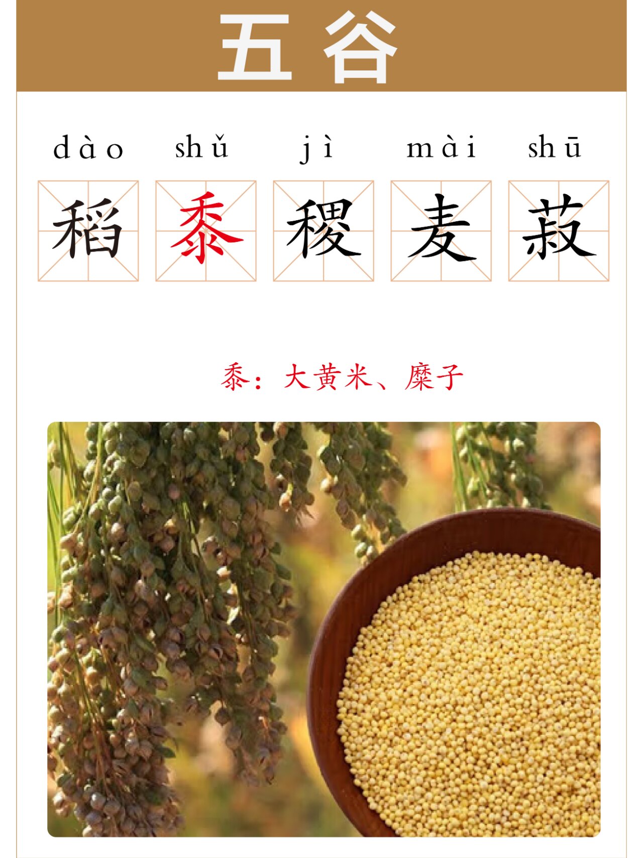五谷:菽粟黍秫稷,你还傻傻分不清吗? 常听说:" 四体不勤,五谷不分.
