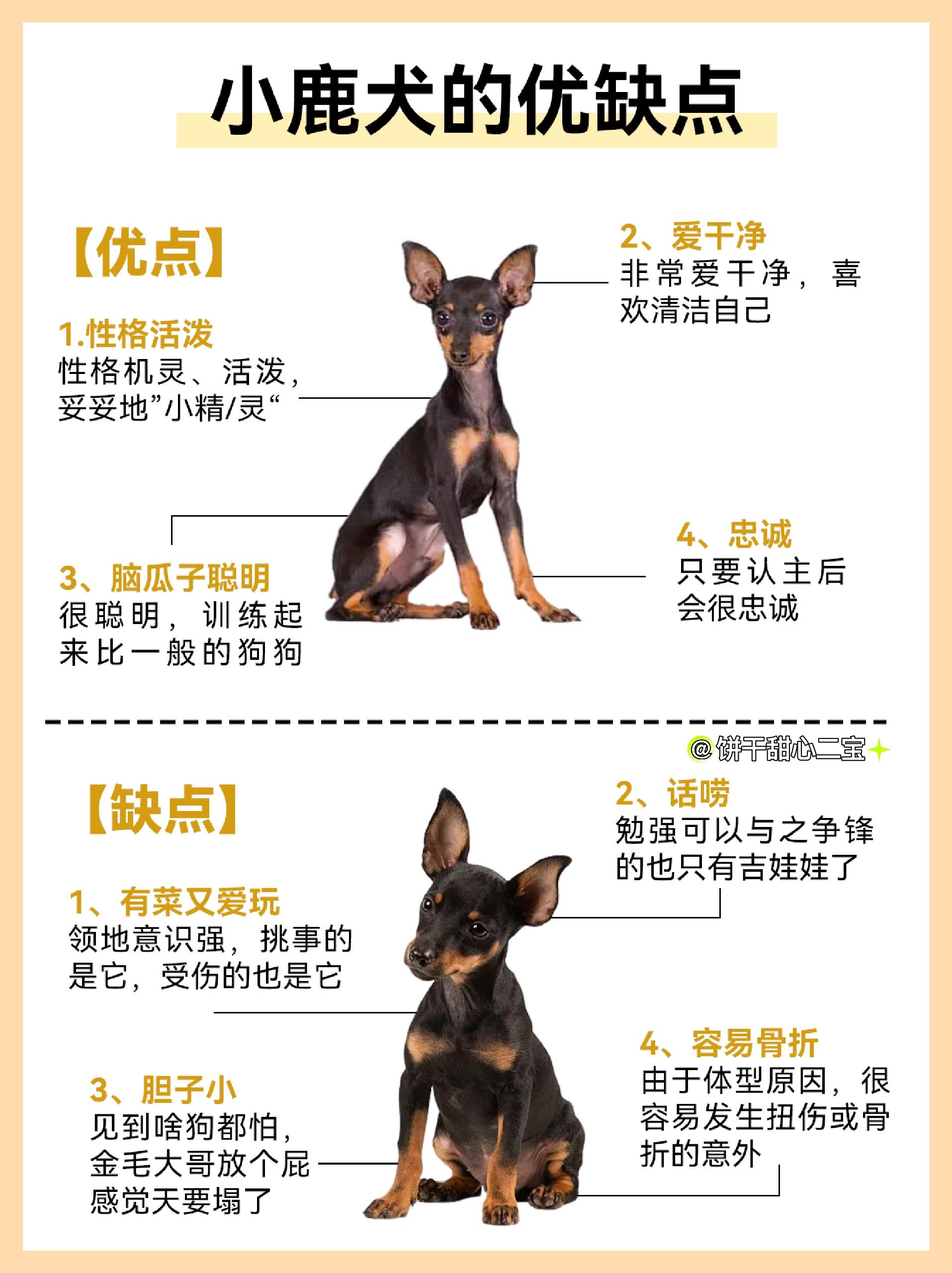 小鹿犬标准体型图片