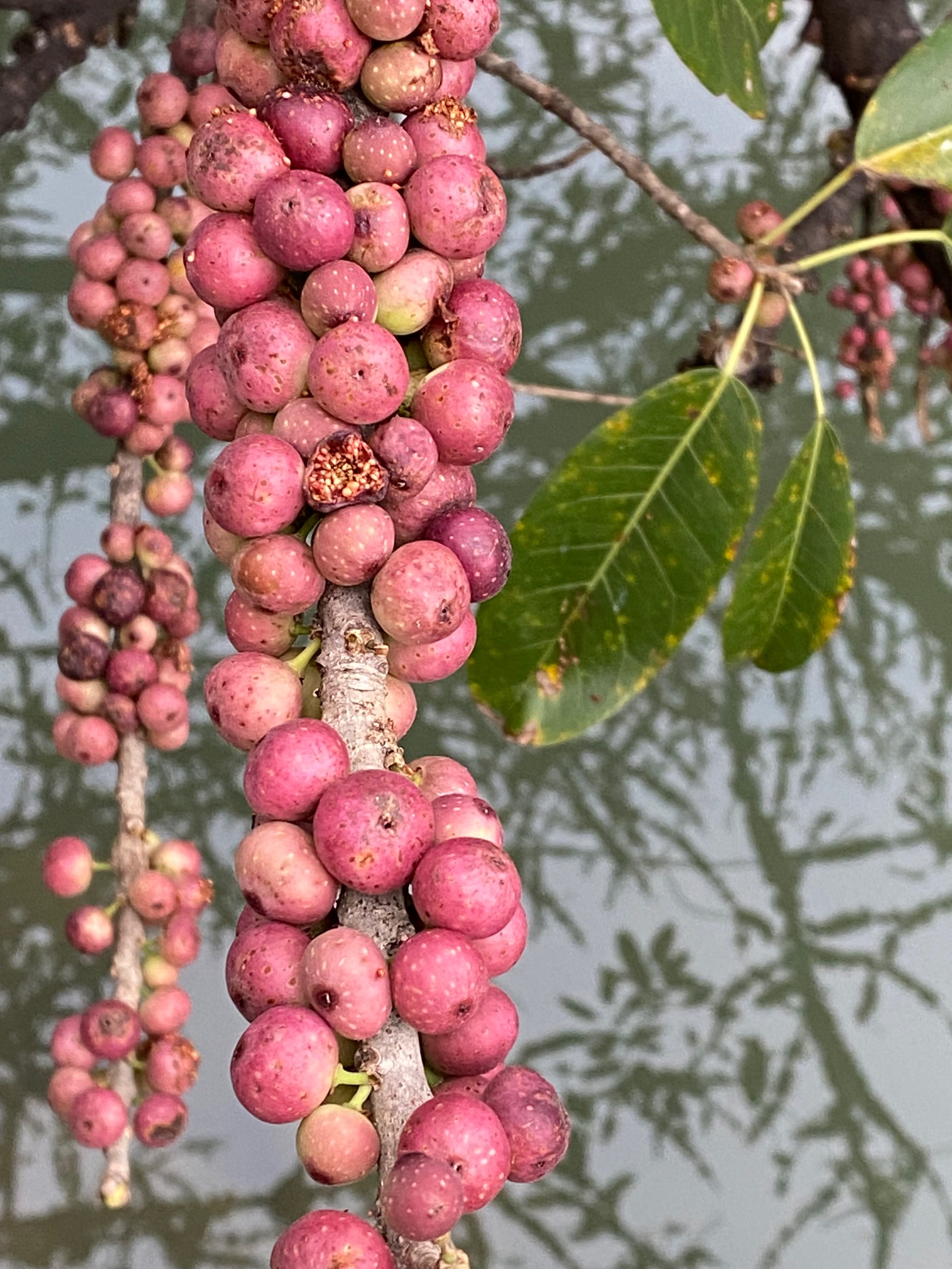 笔管榕,紫红色的果实簇生于枝干上.