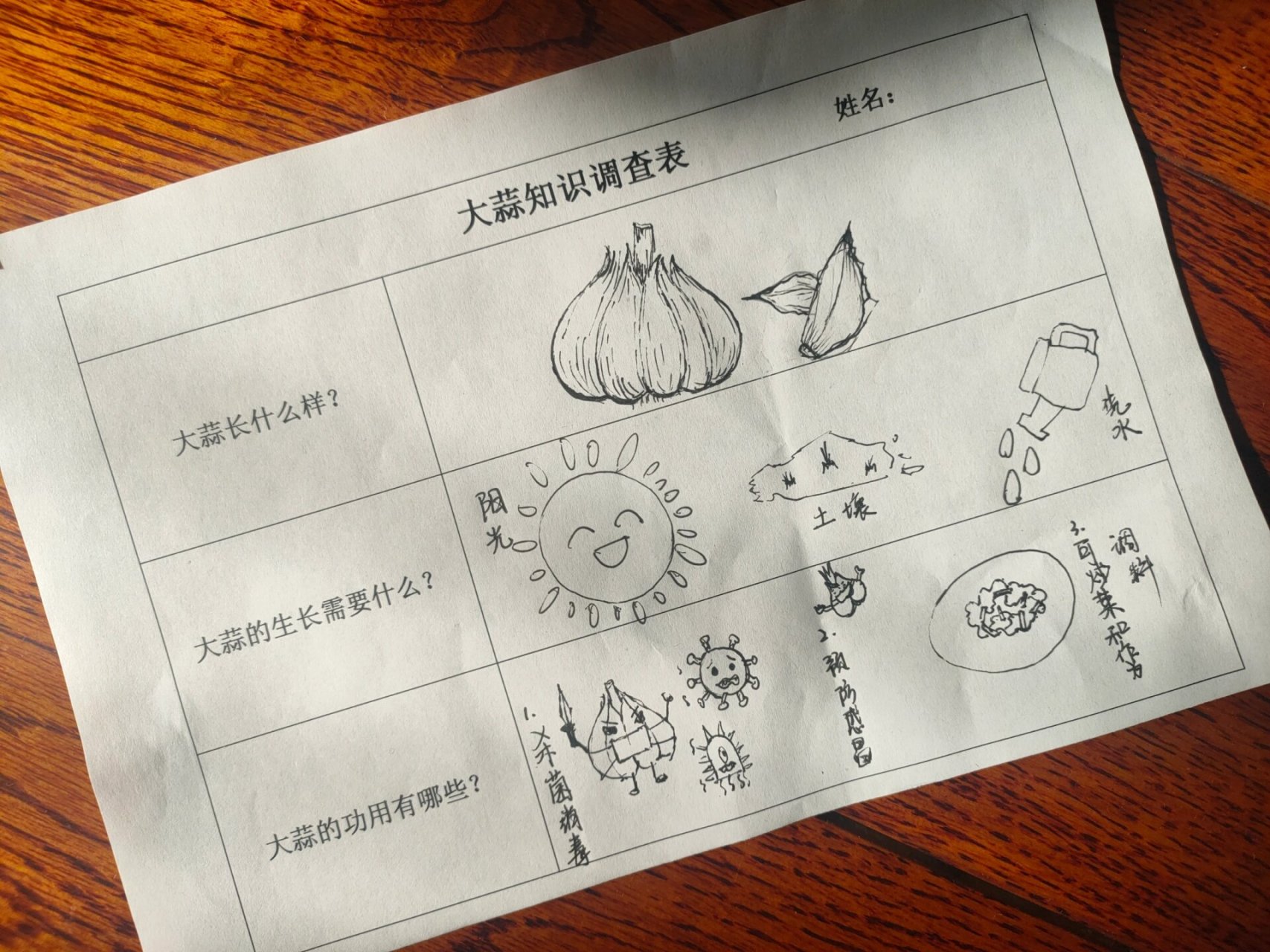 《大蒜知识调查表》幼儿园作业