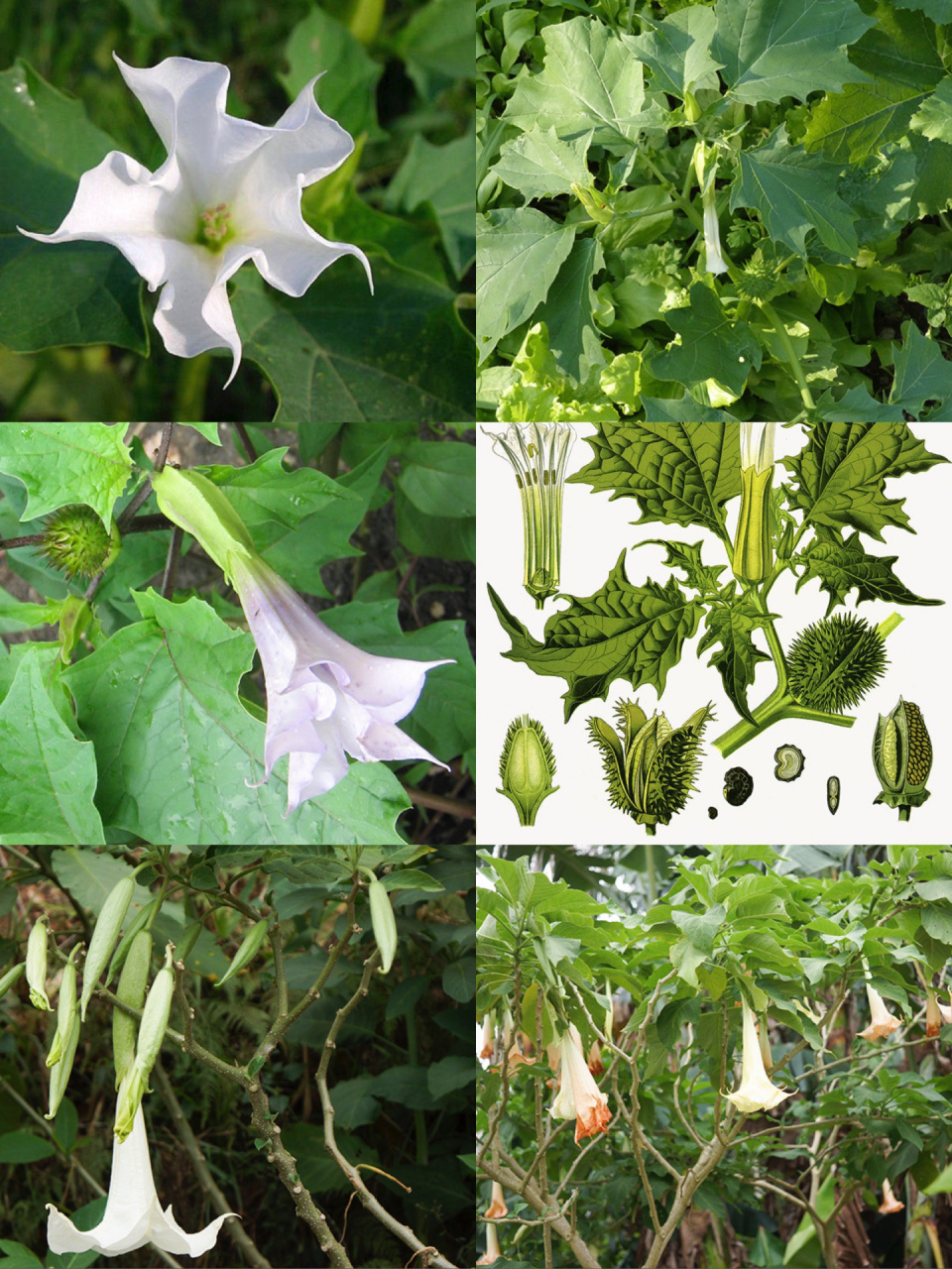 西安一女子误食曼陀罗种子中毒 图(26615)西安一女子误食曼陀罗花