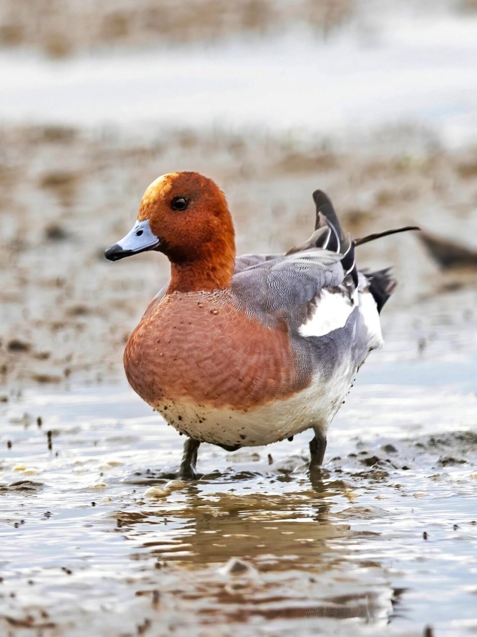 雄鸟特征为头栗红色而带皮黄色冠羽. 	 深圳湾冬季数量最多的野鸭.