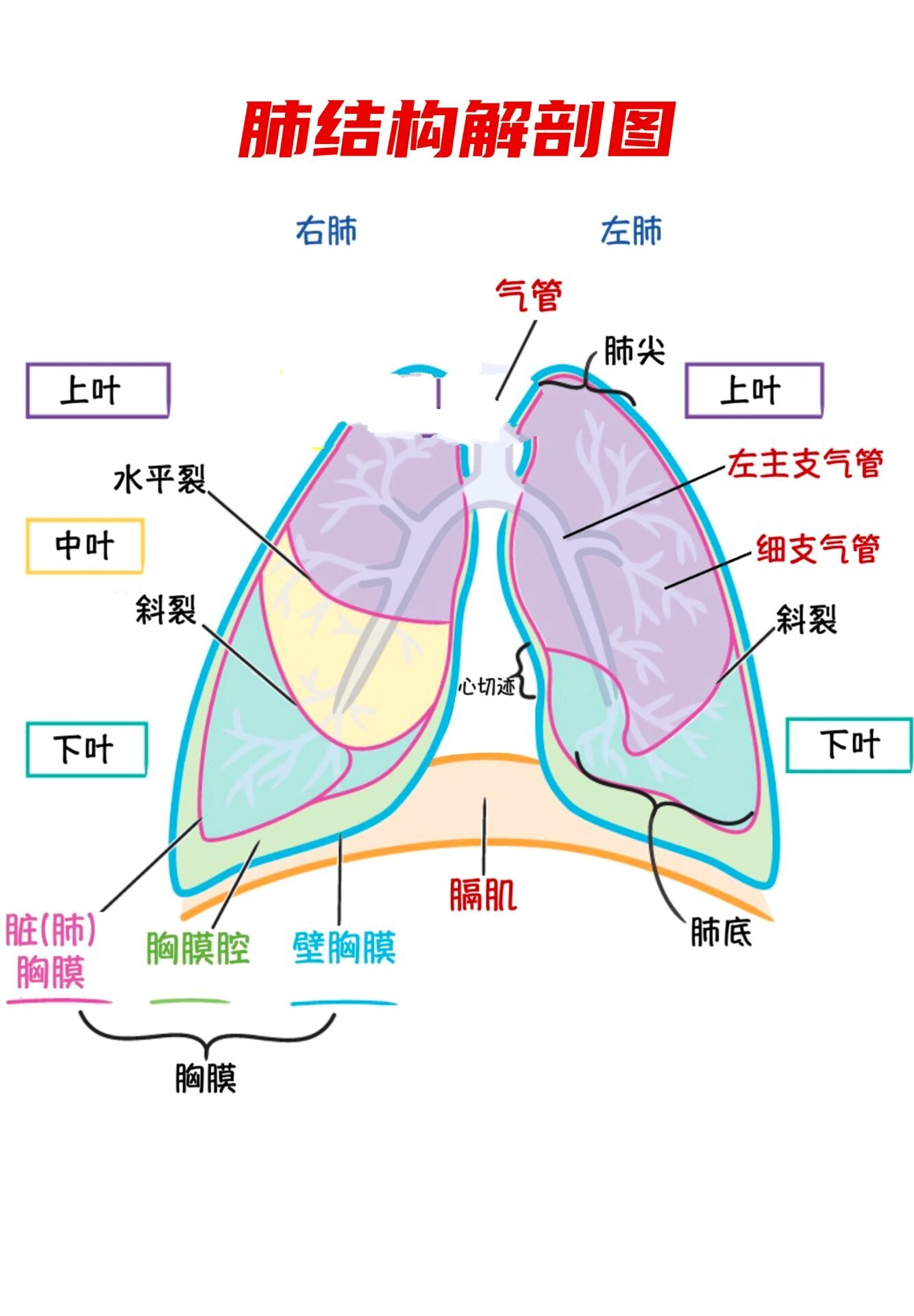 解剖图肺图片