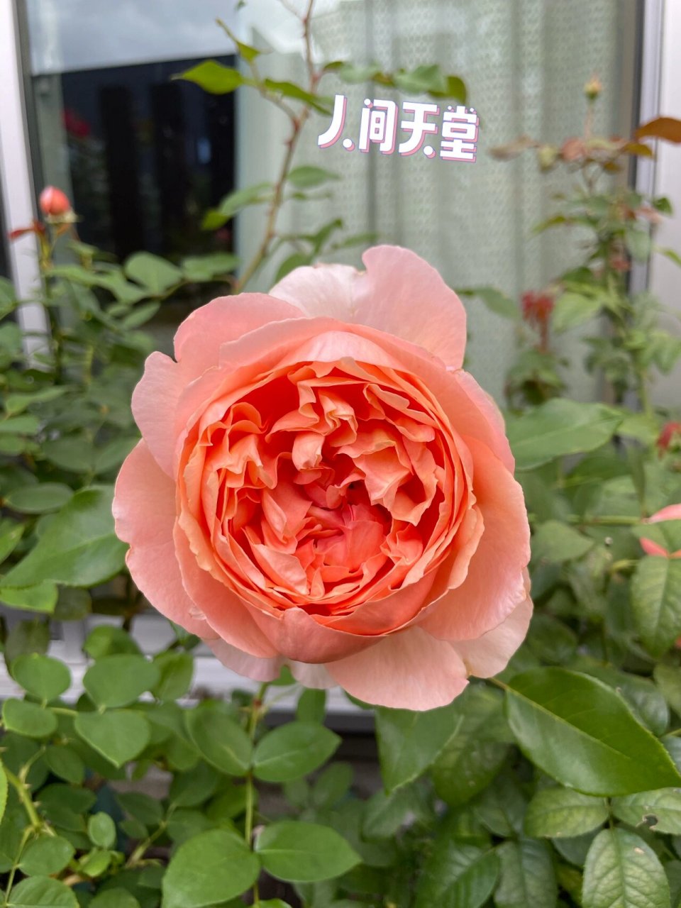 更一波新鲜的月季 被种草了没想到实物这么好看!