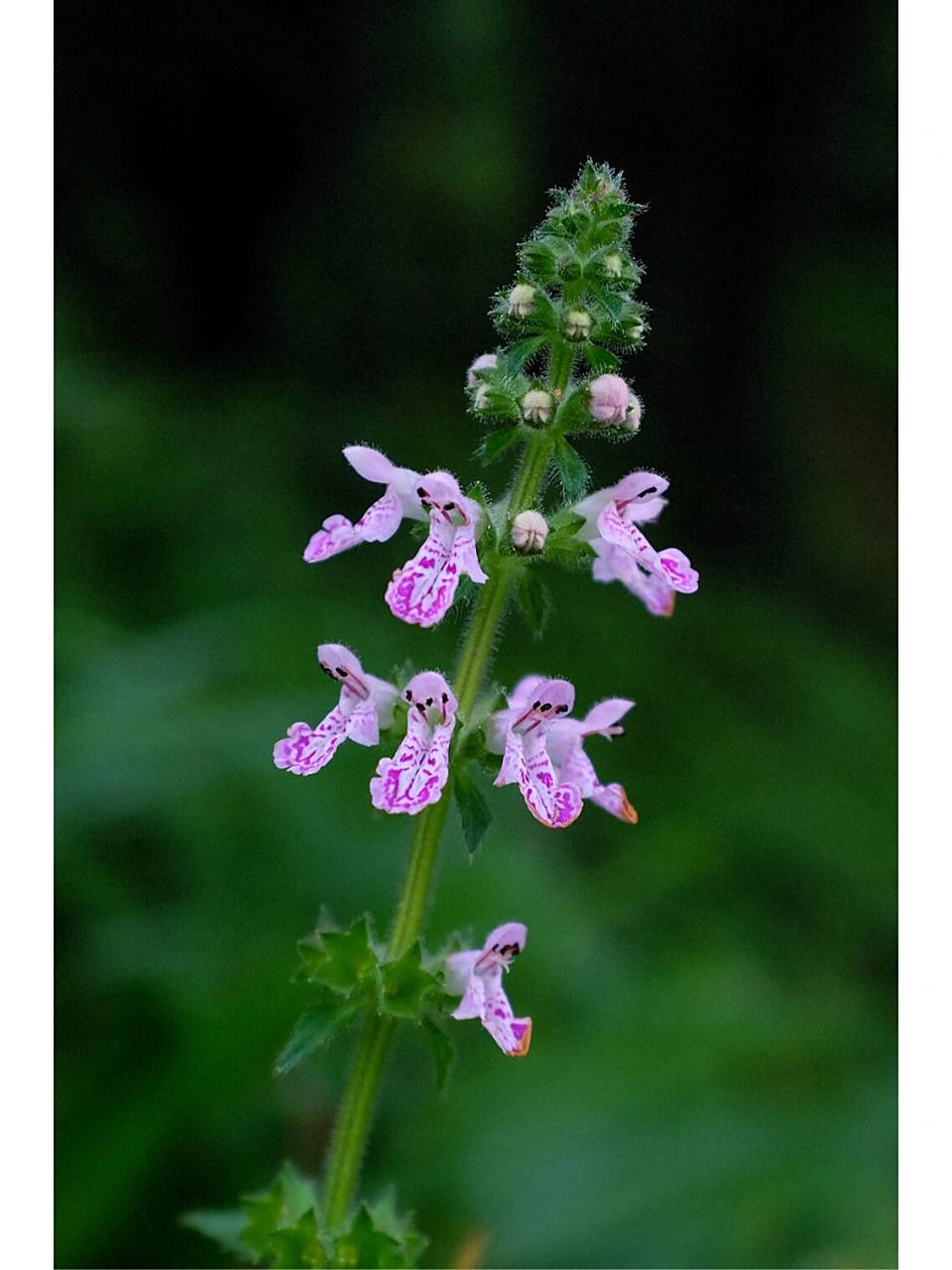 地蚕|白虫草 09 地蚕,中药名.
