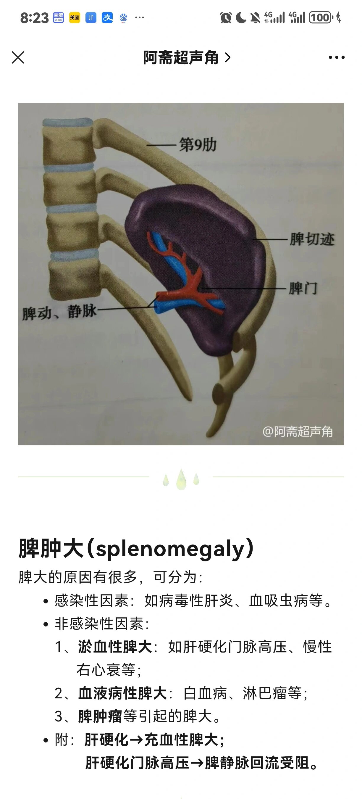 脾窝位置示意图图片