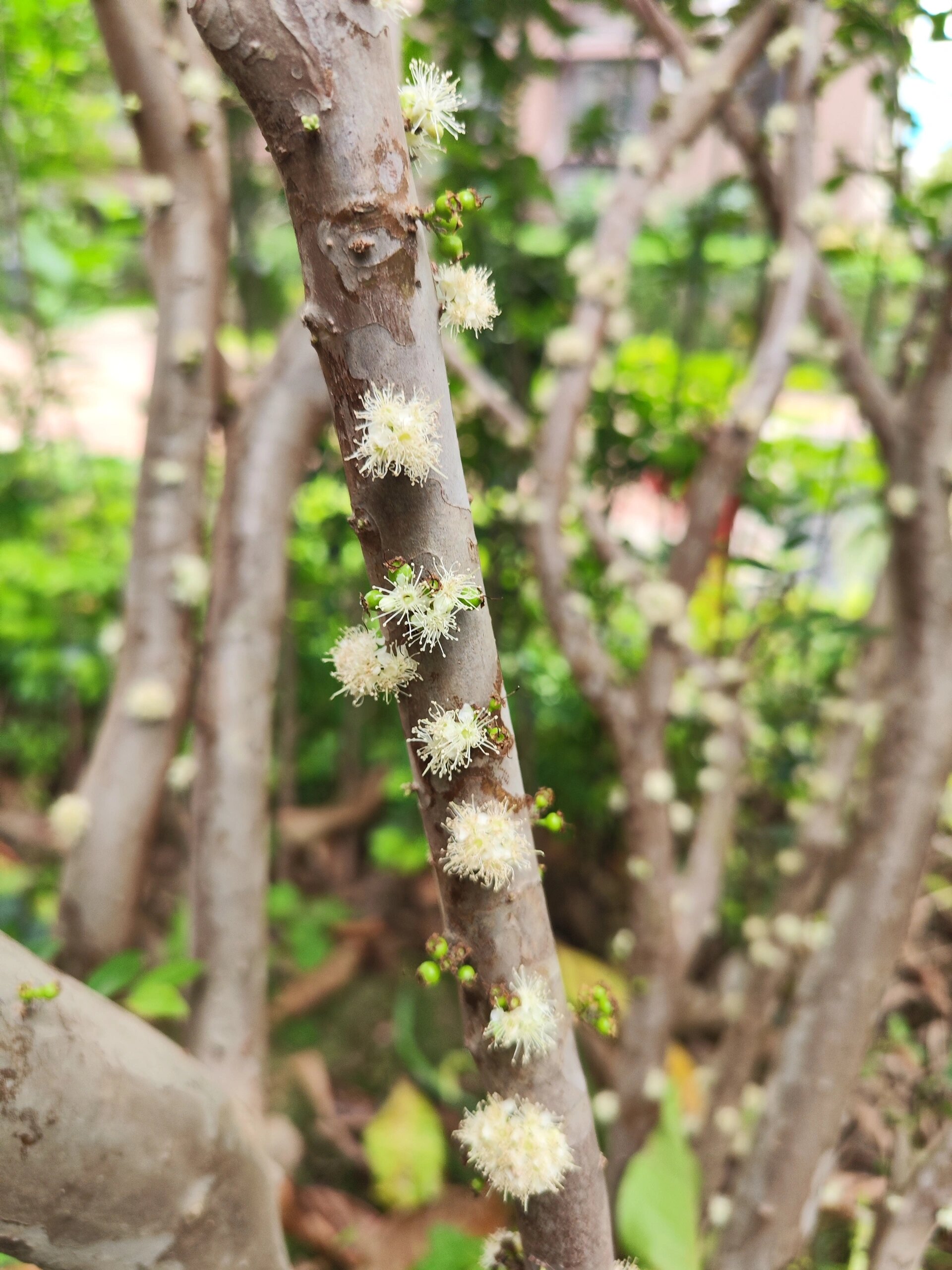 嘉宝果长得太快了,从开花到成熟只用一个月