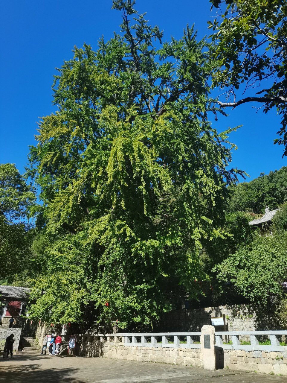 泰安旅游必去景点!987715 泰安玉泉寺