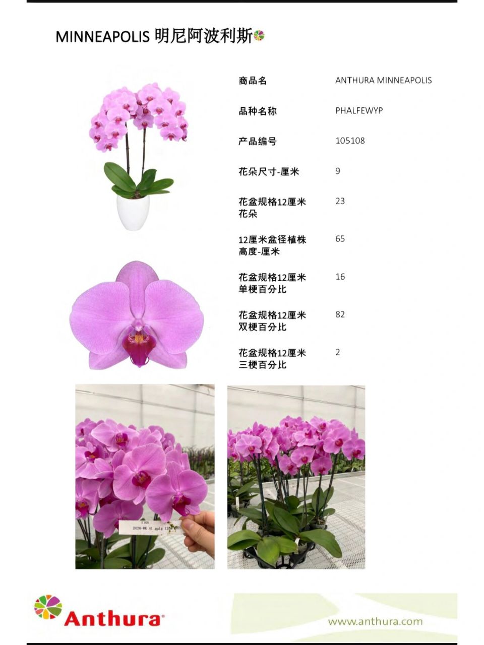 蝴蝶兰明尼阿波利斯