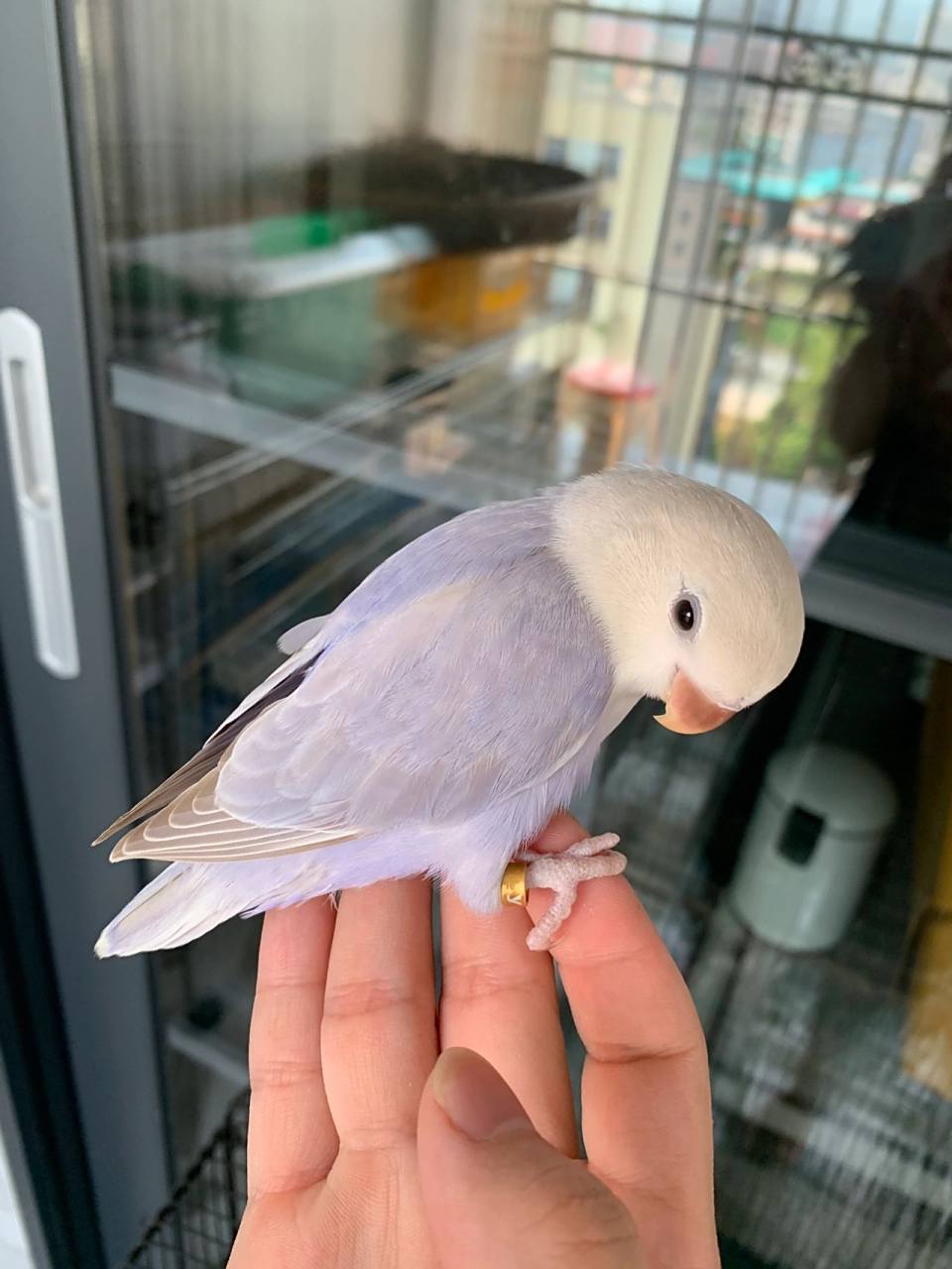 紫薰 紫薰衣草牡丹鹦鹉 紫薰牡丹鹦鹉也挺可爱的