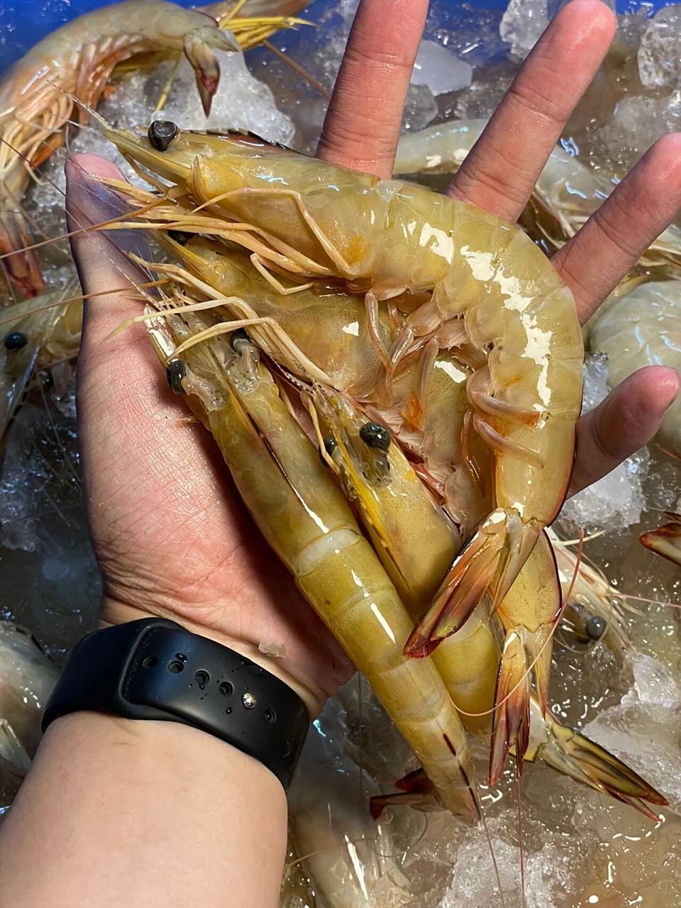 小小的赤嘴鱼,一堆好货!