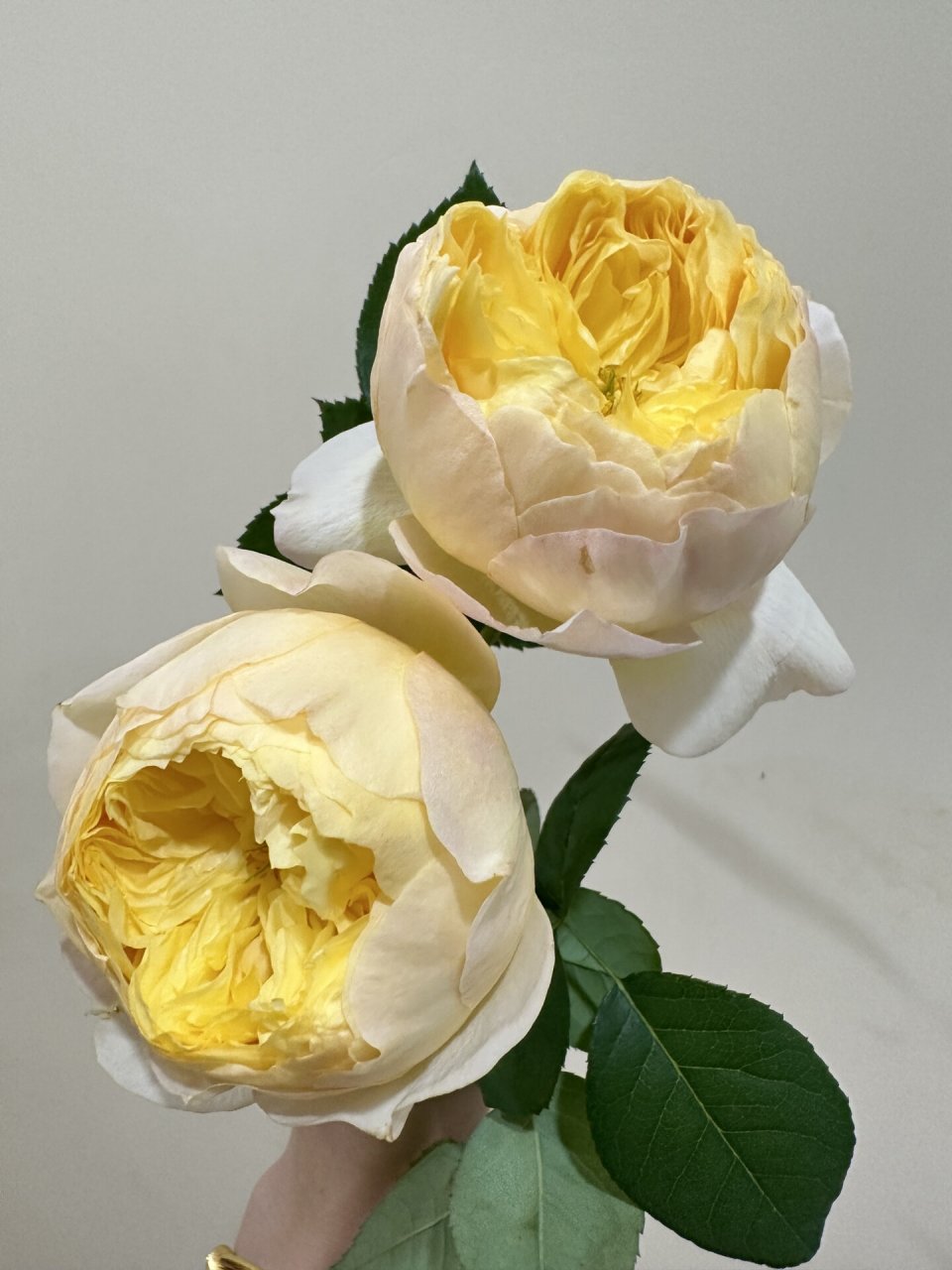 广东月季 雀啾99 好可爱好可爱的黄色包子99 株型直立 长势强劲