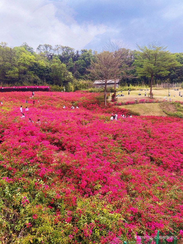 花海谷公园 简介图片