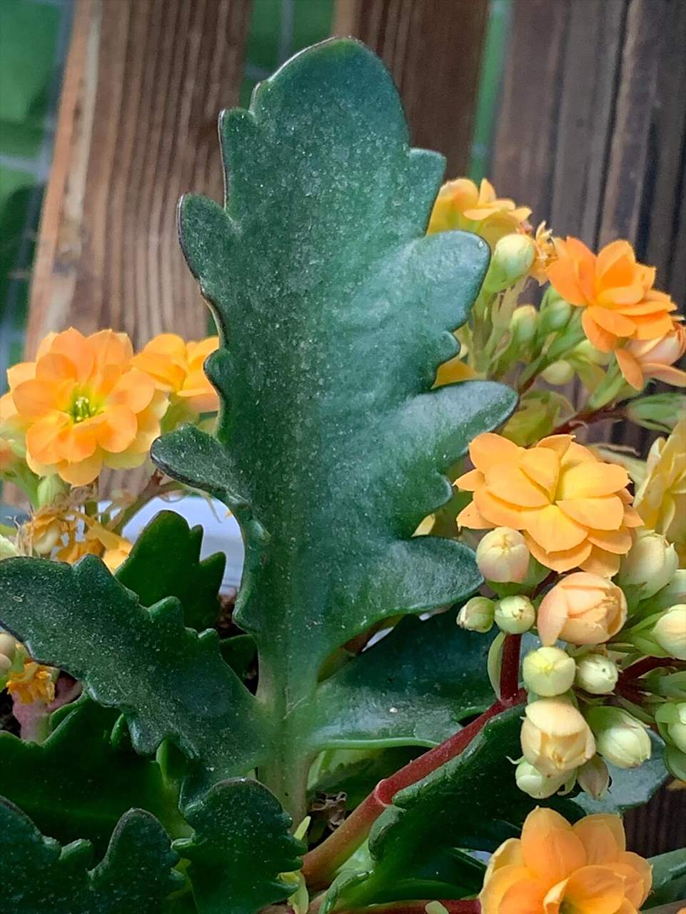 索尔丹长寿花(20),花开花色,羽叶 索尔丹长寿花 叶形:羽叶 花瓣:重瓣