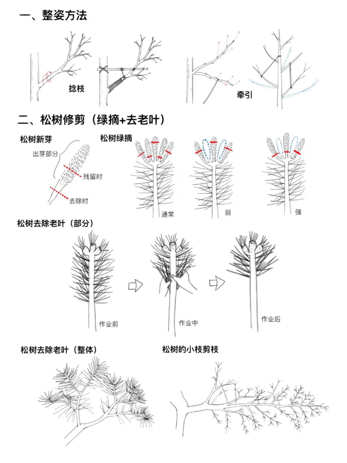 松树的修剪方法图解图片