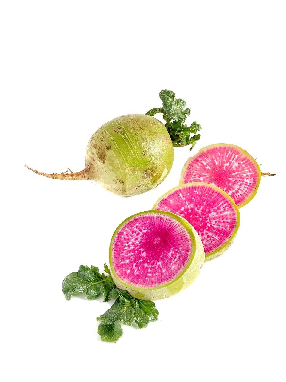 绘画素材:萝卜(心里美 ) 素材