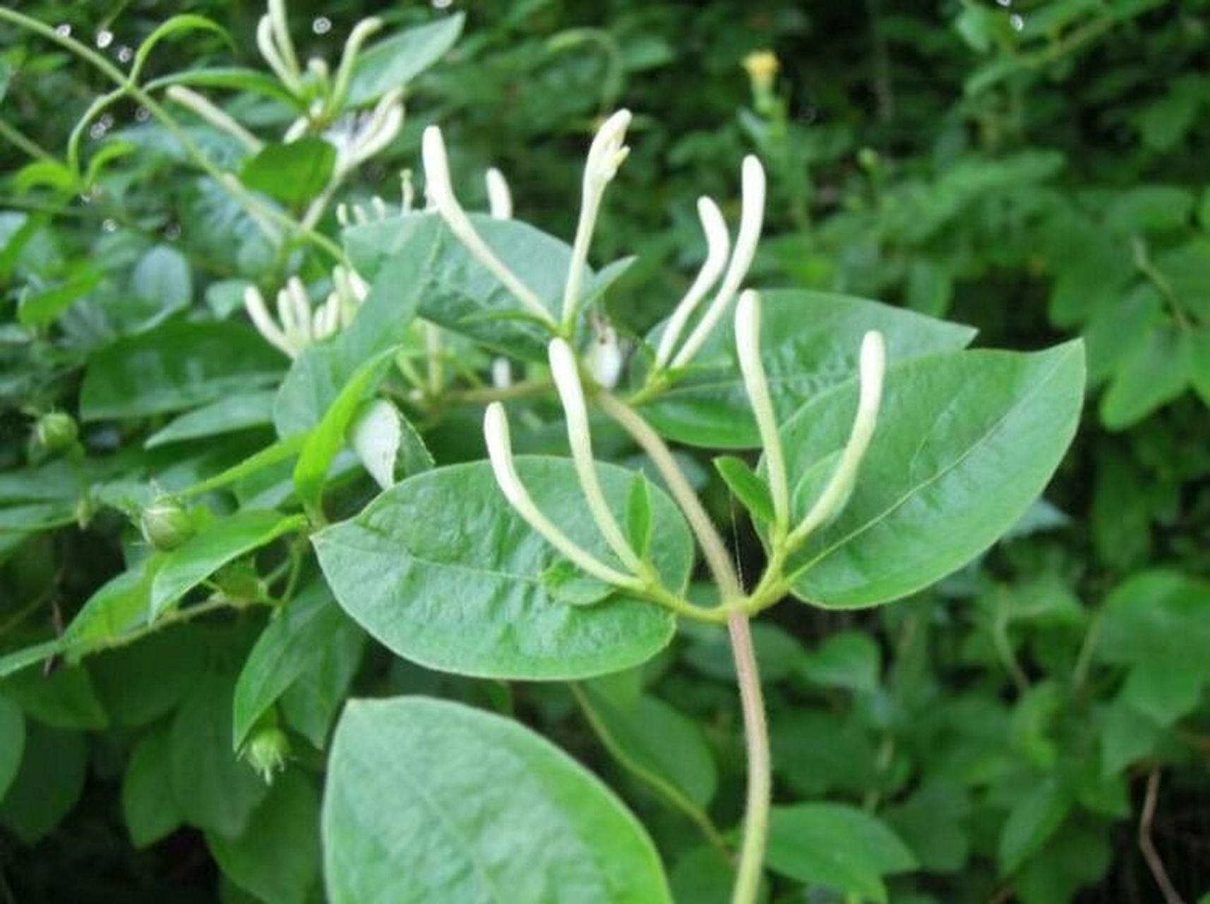 一起来认识忍冬藤 金银花藤,是一个很好的药材,价格比金银花便宜很多