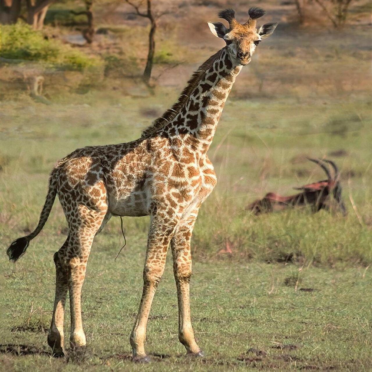 长颈鹿(学名:giraffa camelopardalis) 长颈鹿(学名:giraffa
