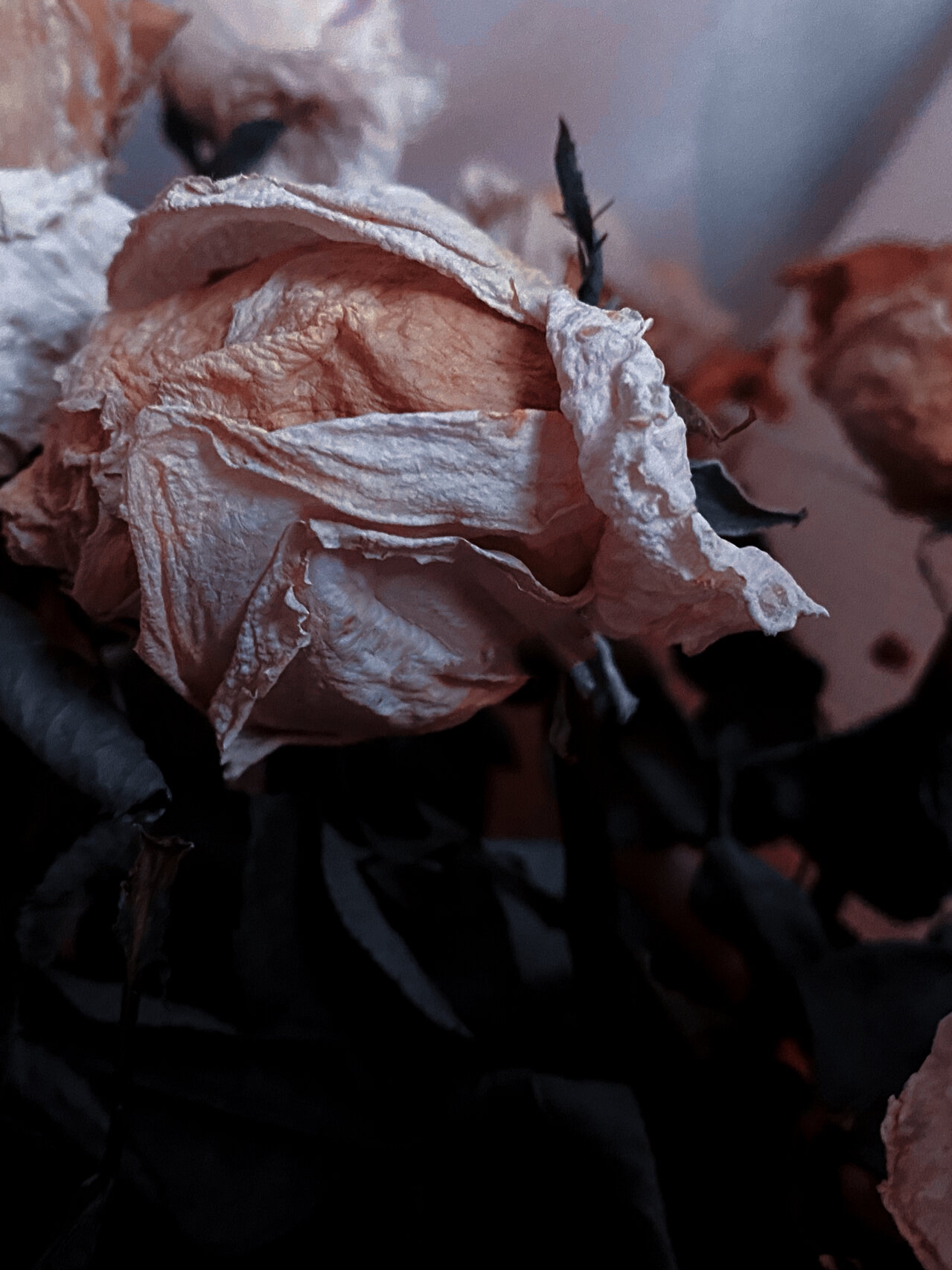 生活碎片/朋友圈/枯萎的花