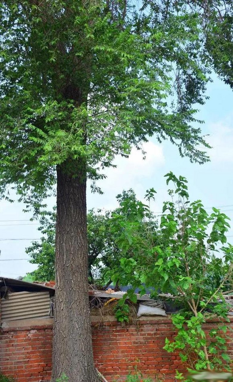 自家院子里榆树全景图树龄30-32年. 有人问方位,方位大概西南角.