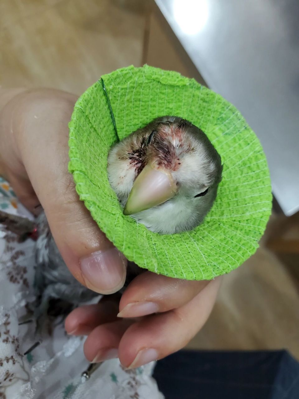 鹦鹉得了鸟痘的症状及治疗 图一就是2年前我家崽被别的鸟传染了鸟痘