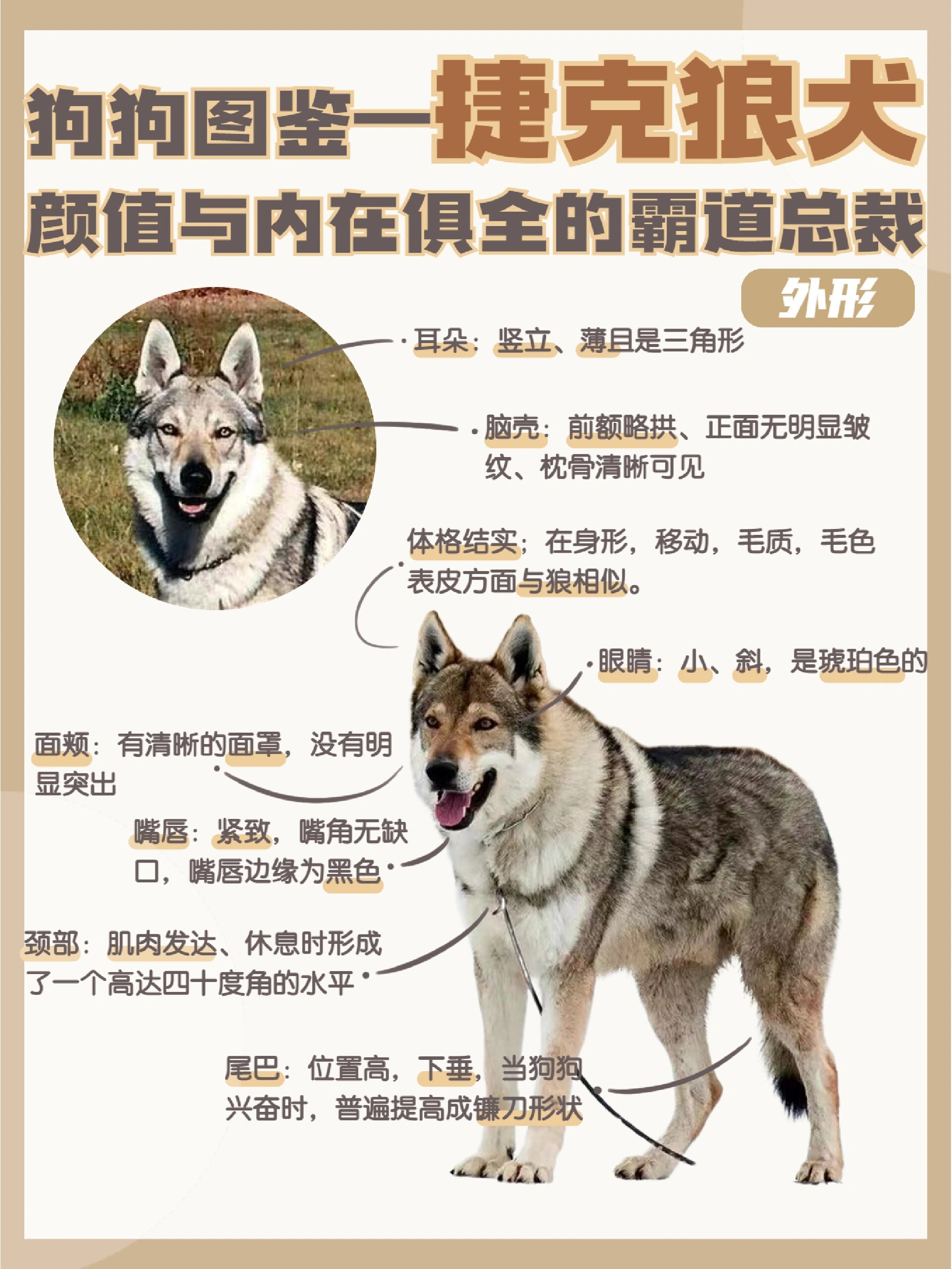 德国绒毛狼犬图片