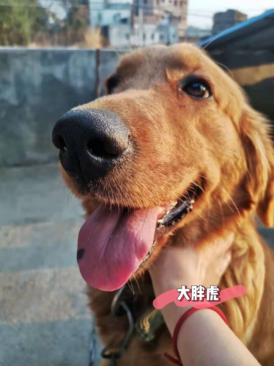 金毛串串超可爱 母金毛和中华田园犬生的崽崽呀