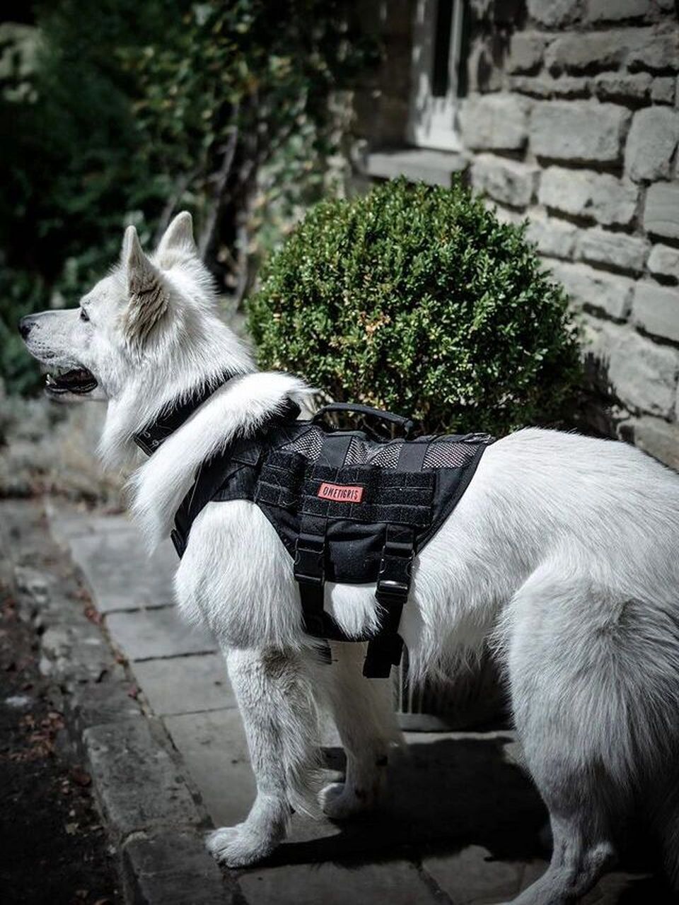 牠真的长在了我的心巴上96白色瑞士牧羊犬 世界上怎么会有这么帅的