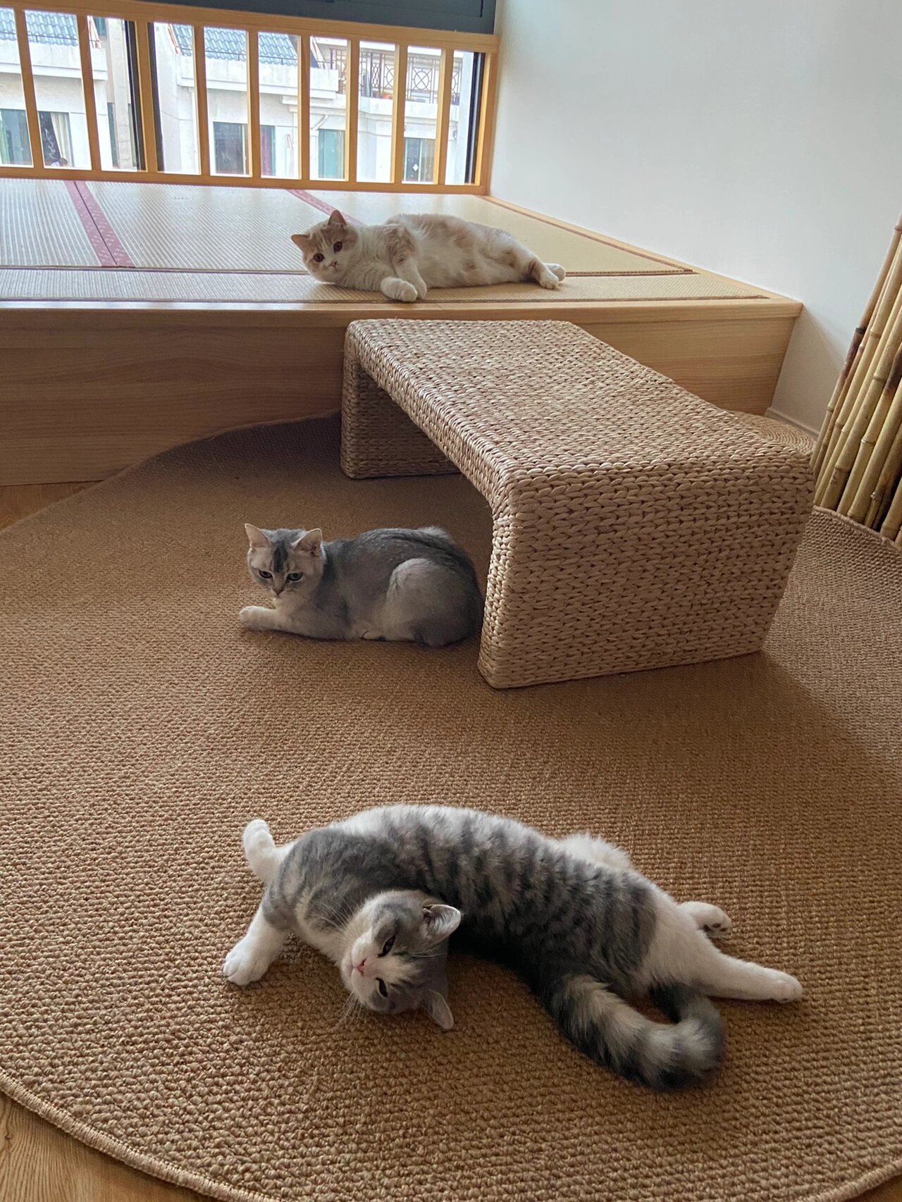 乳白英短和银渐层的串串们