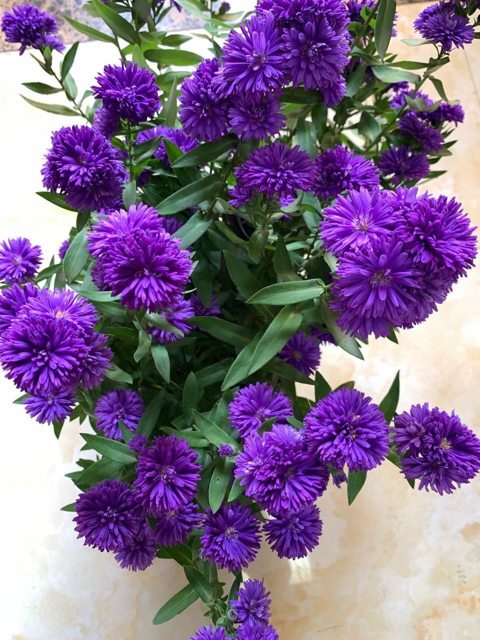荷兰菊翠菊(紫苑) 心心念念的紫菀买了两盆,收到货把两盆合成一盆种在