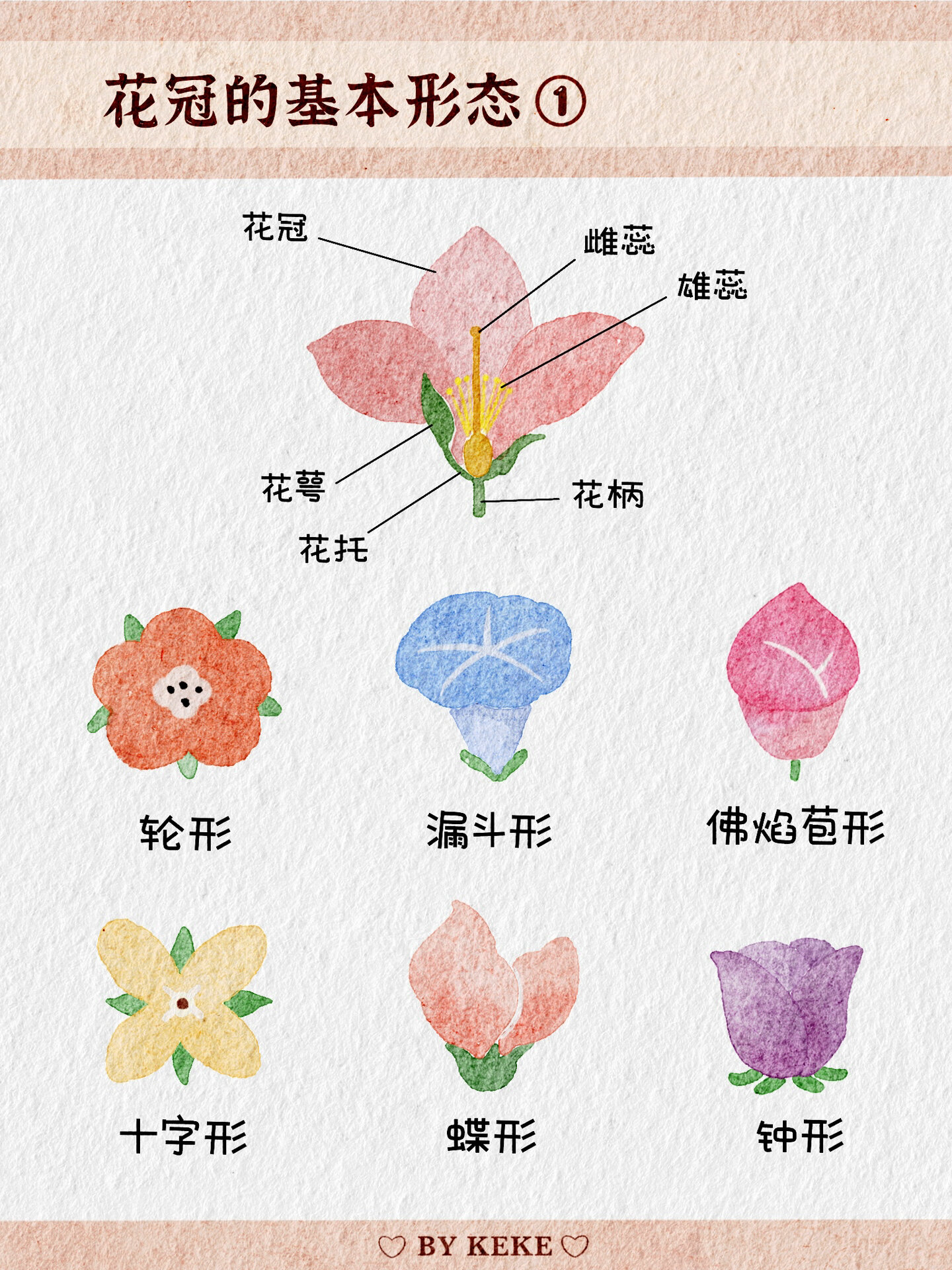 花的笔记🌸