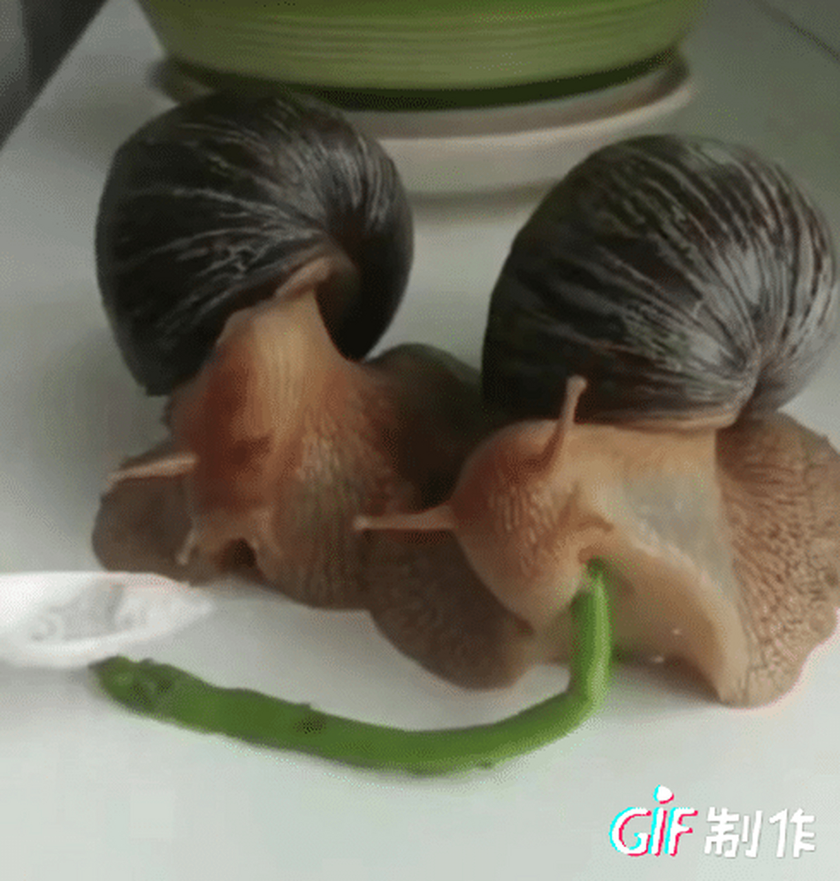 原来蜗牛的嘴这么大!蜗牛