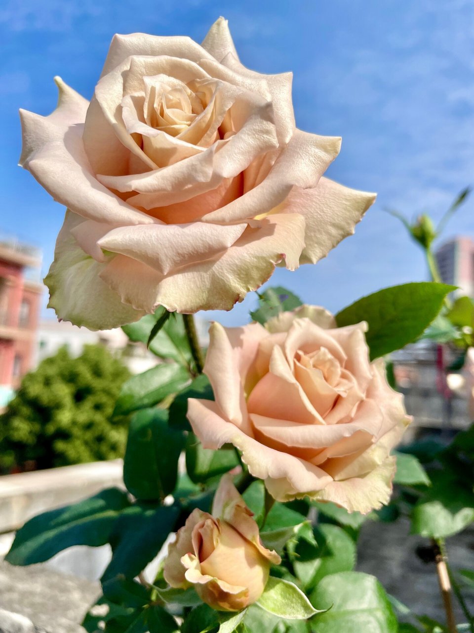 流沙玫瑰-高级复古风 夏季偏黄色,秋冬光照影响会偏银灰粉和烟粉橘