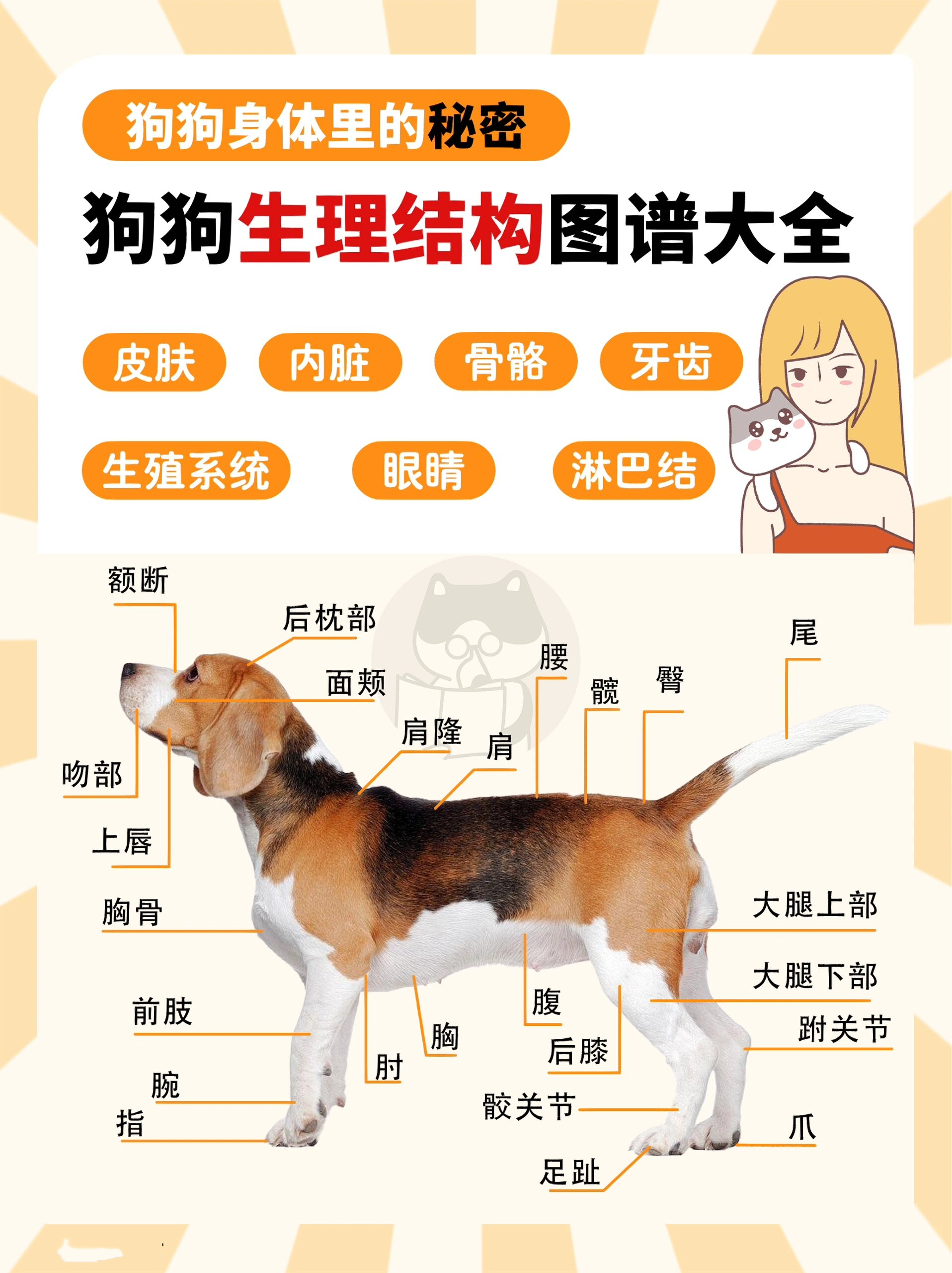 狗狗各项生理结构图谱大全 |重新认识98