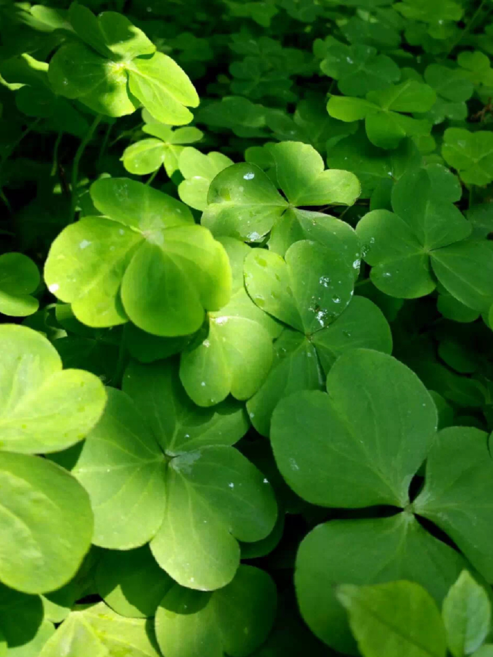 代表幸运的四叶草92一千万分之一的几率!