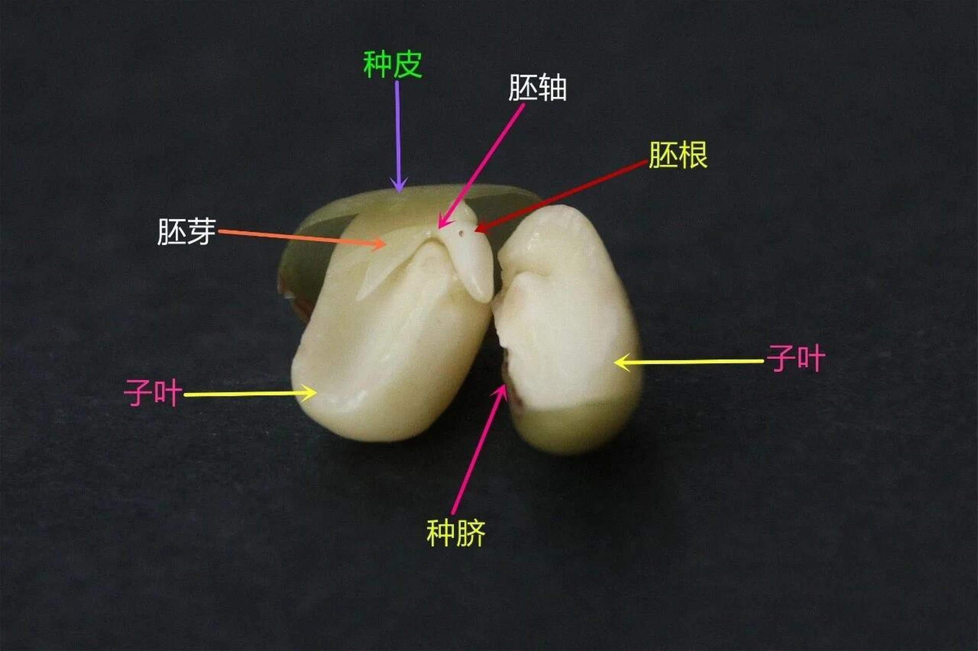 胚芽胚轴胚根示意图图片