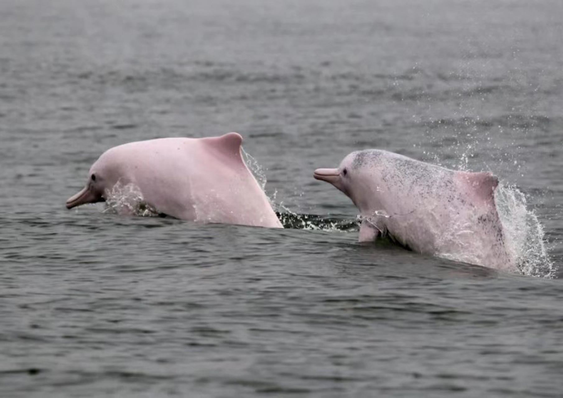 南澳岛上的粉红色海豚98 多幸运才可以看见这粉红色海豚 太可爱了