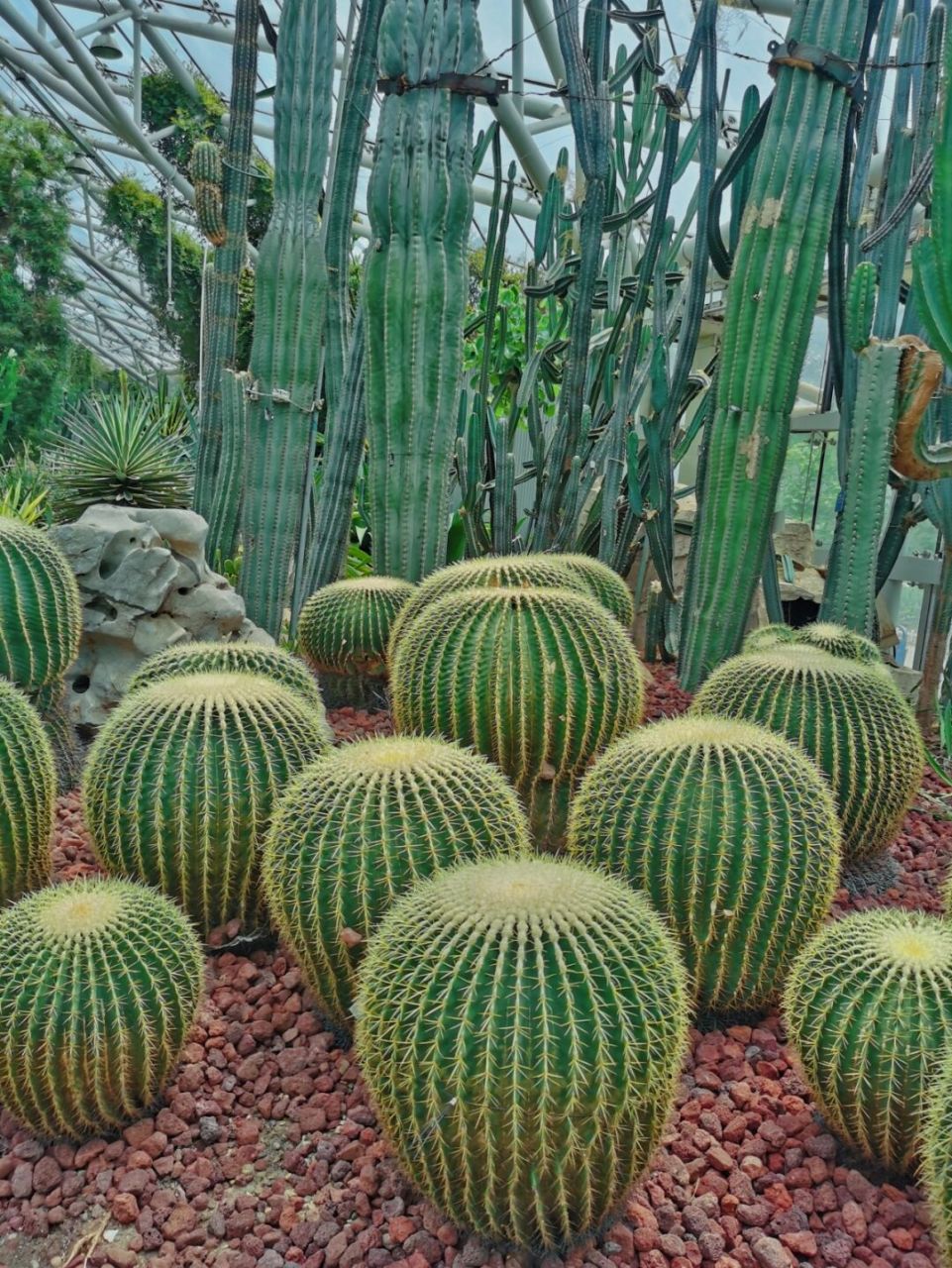 就算再热,也一定想去一次南京中山植物园 如果你在南京,并且喜欢花草