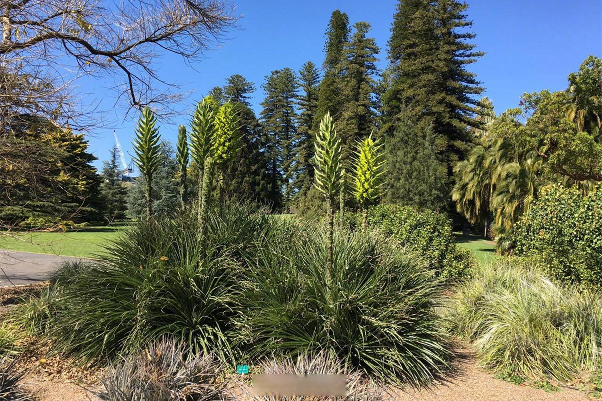 植物界的肉食者