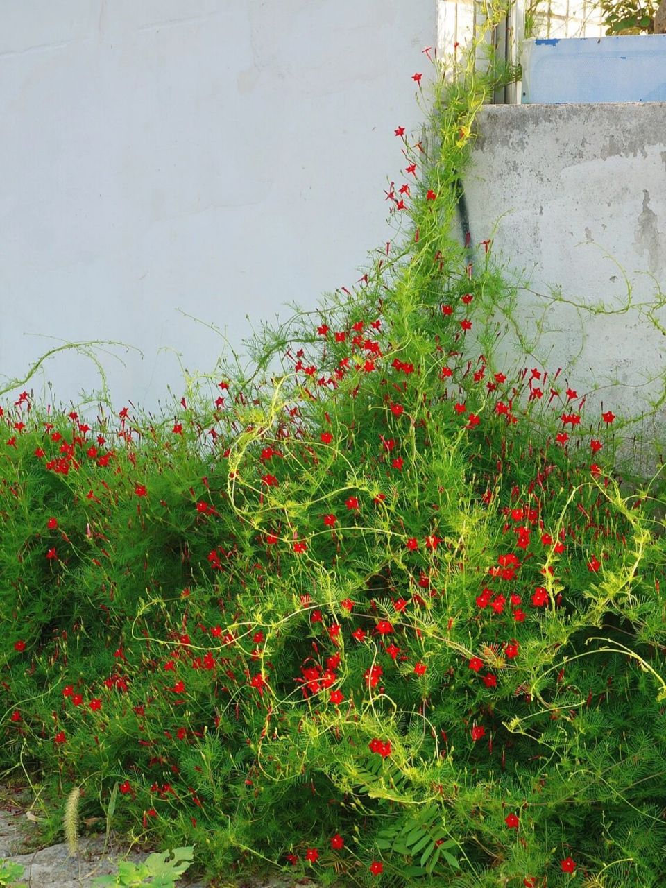 野花是野蛮生长的花|安庆 红色的小花叫羽叶茑萝 ,蓝色的是牵牛花 只