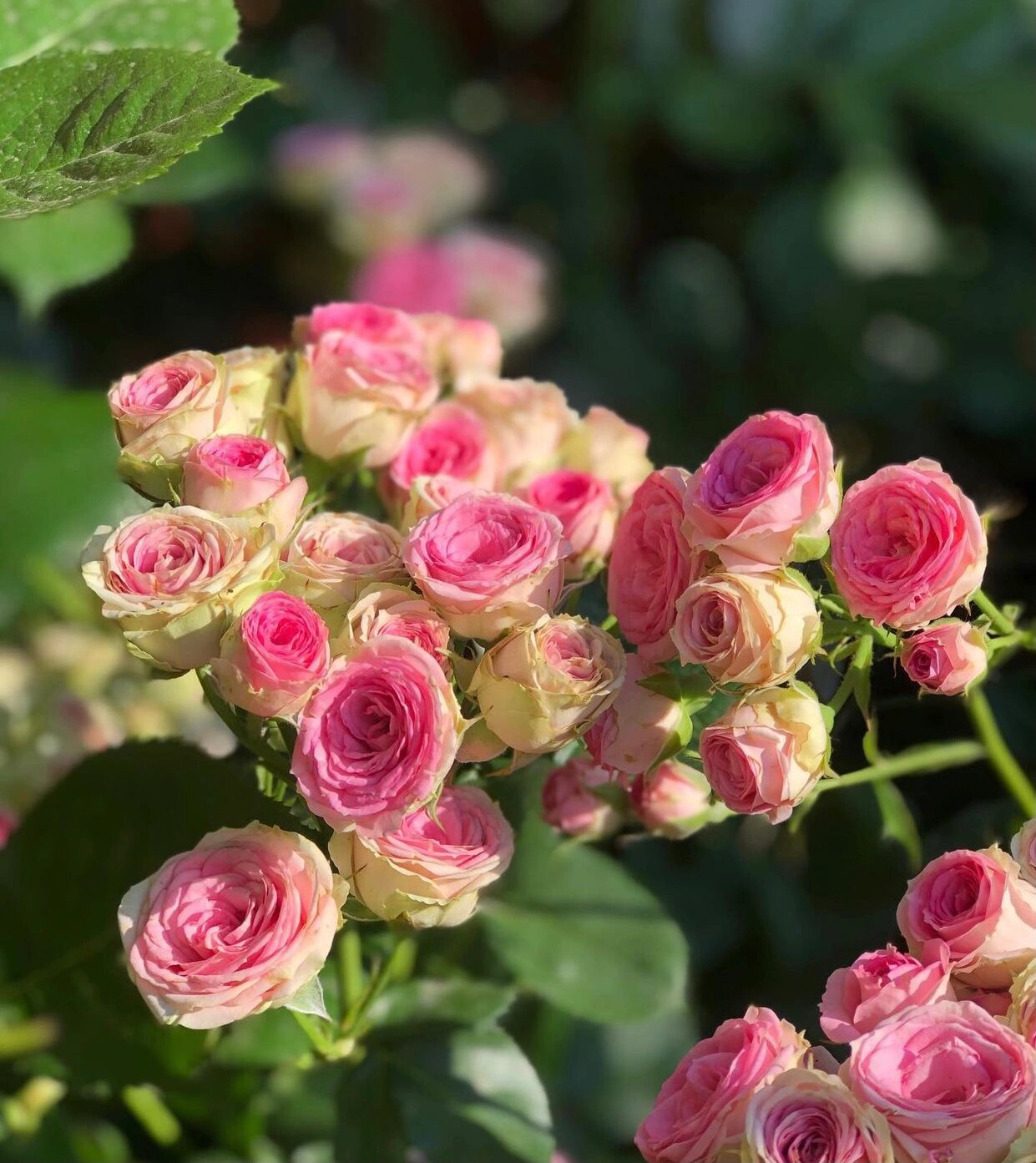 法国月季灌小伊的优缺点分析欢迎补充 灌小伊mini eden rose由alain