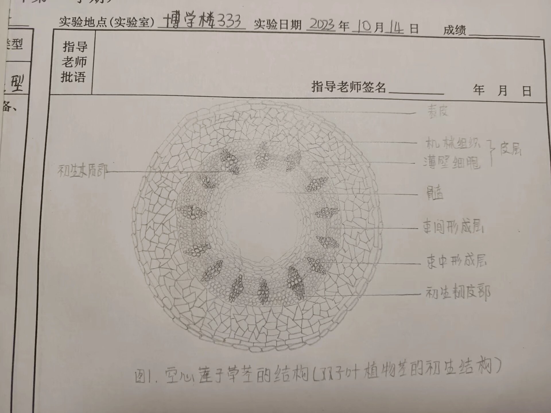 植物茎的结构手绘图