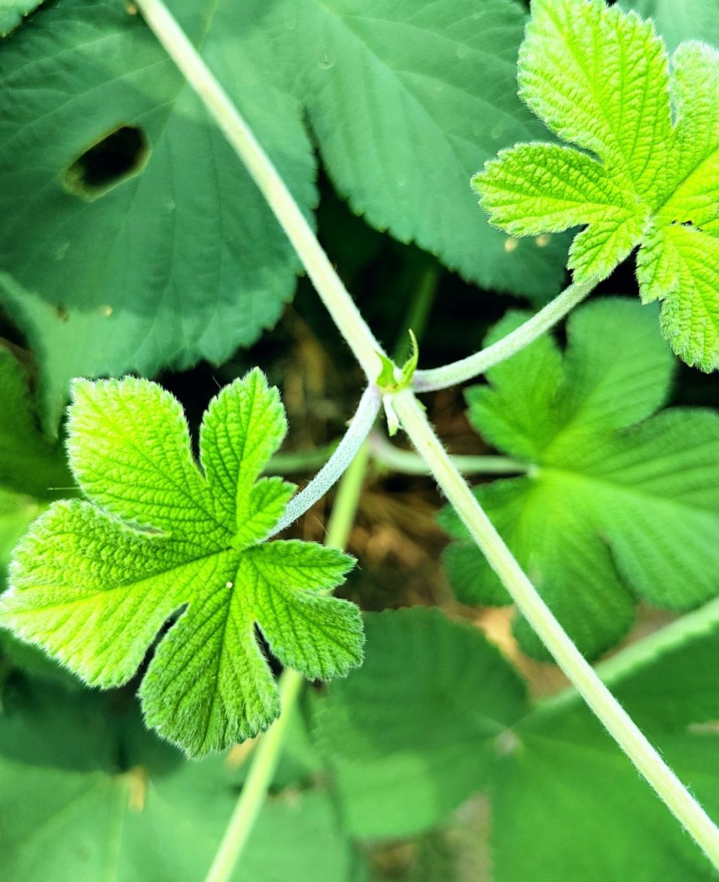 农村常见植物,拉拉秧,学名葎草