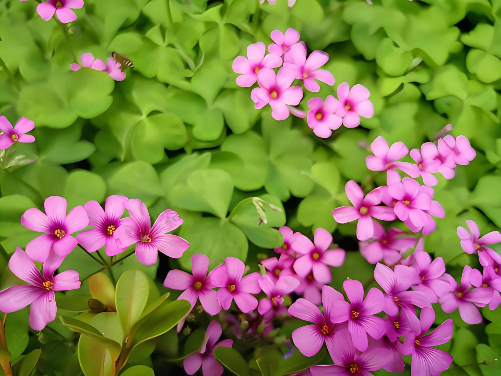 酢浆草图片 酢浆草的叶子通常是三片心形的小叶组成,看起来很像一个小