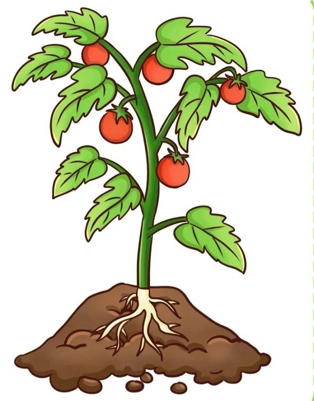 植物生长过程(西红柿) 植物生长过程(西红柿)