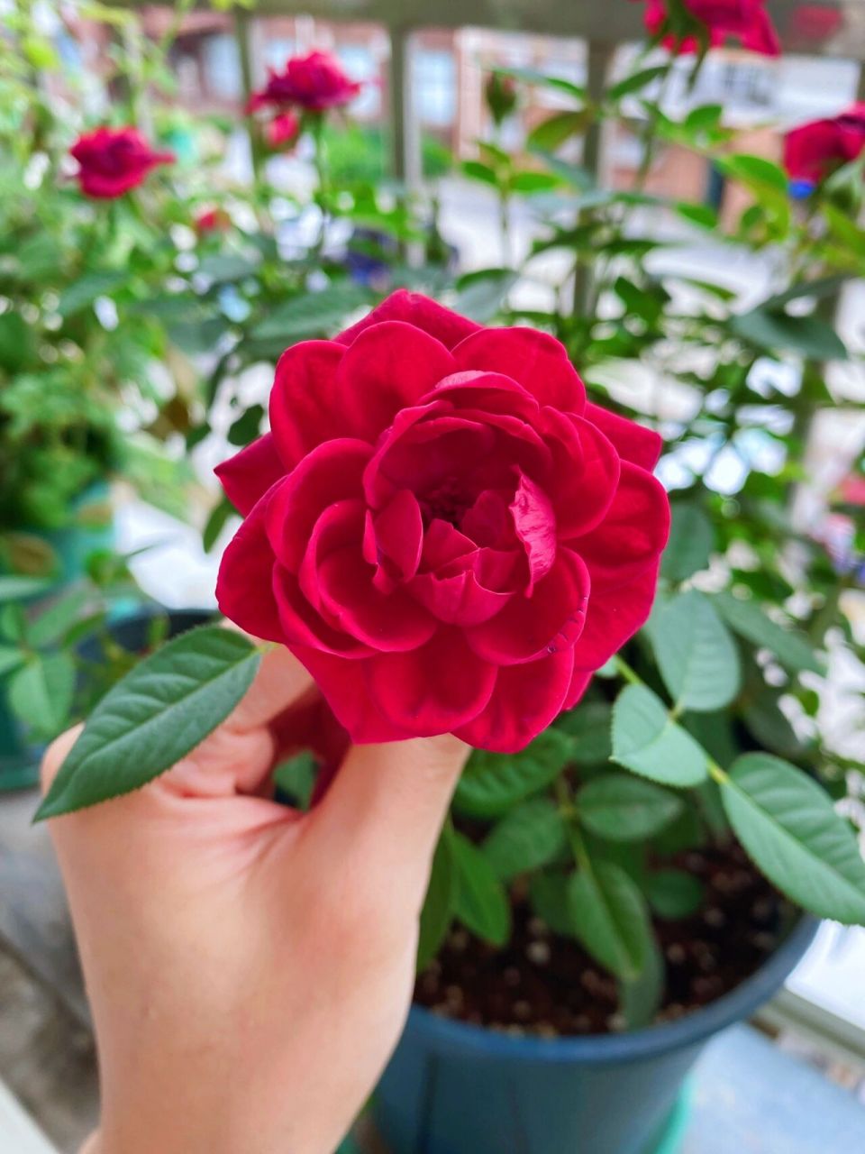 我的阳台月季-火烧云 立秋了,一个月前买的火烧云品种,单瓣,火红的