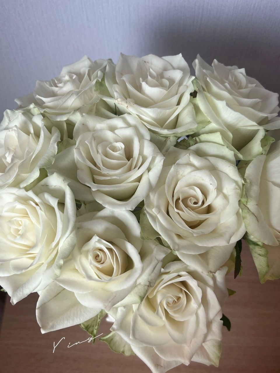 玫瑰|雅典娜 方德雅典娜,有刺无香味.白色系.