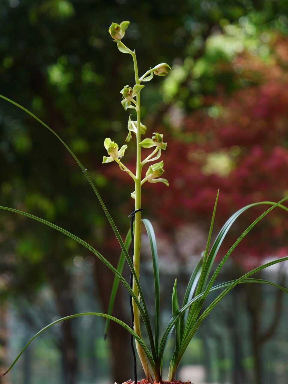 赏蕙·海归蜂巧 心仪十年,终得亲见其容 蕙之风雅,飘门水仙尤最 绿蕙